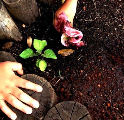 Projeto Horta – Plantar e colher... O que vamos aprender